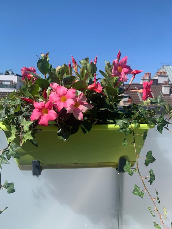 terrasse Jardinières couleurs vives zone réputation